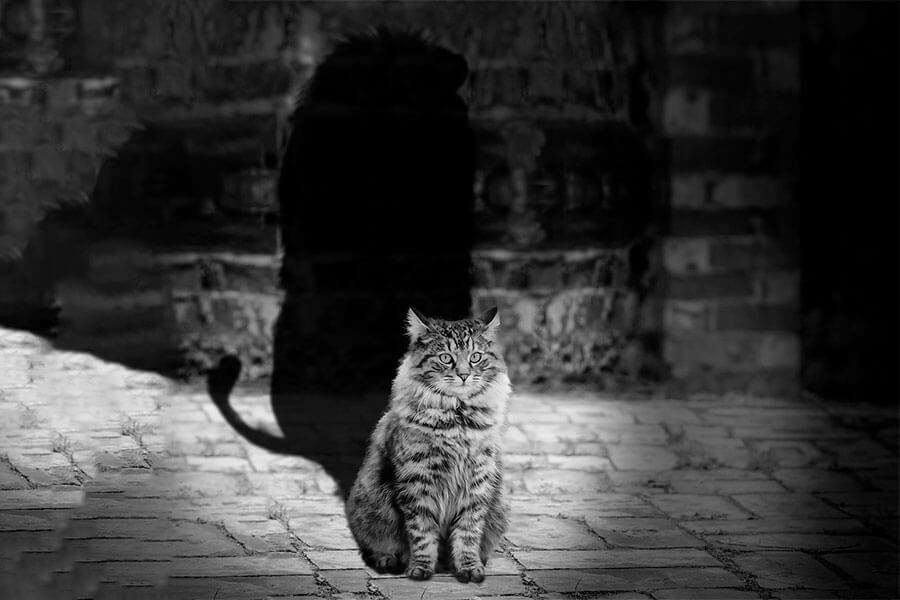 Gato con sombra de leon...